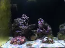 [TodoMarino.com] Reef de BlackBass [WaterBox Silver 35.1 (83 + 40 lts)]