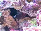[TodoMarino.com] Reef de BlackBass [WaterBox Silver 35.1 (83 + 40 lts)]