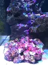 [TodoMarino.com] Reef de BlackBass [WaterBox Silver 35.1 (83 + 40 lts)]