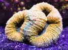[TodoMarino.com] Miércoles Ultrareef: Novedades, Packs de esquejes, Material...