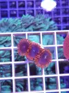 [TodoMarino.com] Miércoles Ultrareef: Novedades, Packs de esquejes, Material...