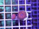 [TodoMarino.com] Miércoles Ultrareef: Novedades, Packs de esquejes, Material...