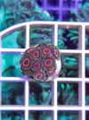 [TodoMarino.com] Miércoles Ultrareef: Novedades, Packs de esquejes, Material...