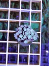 [TodoMarino.com] Miércoles Ultrareef: Novedades, Packs de esquejes, Material...