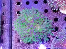 [TodoMarino.com] Miércoles Ultrareef: Novedades, Packs de esquejes, Material...
