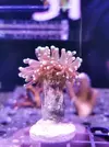 [TodoMarino.com] Miércoles Ultrareef: Novedades, Packs de esquejes, Material...