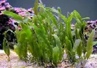 [TodoMarino.com] Caulerpa prolifera - skimer - pantalla t5 - Petrel