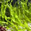 [TodoMarino.com] Caulerpa prolifera - skimer - pantalla t5 - Petrel
