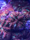 [TodoMarino.com] Zoanthus Utter Chaos, Acróporas, Milkas y Discosomas Rainbow - Terrassa, Vallès Occidental