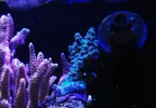 [TodoMarino.com] Luz para pico Reef Sps