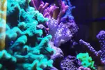 [TodoMarino.com] Luz para pico Reef Sps