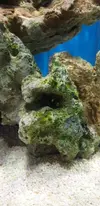[TodoMarino.com] Fun Nano Reef 2.0