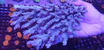 [TodoMarino.com] WEB ACTUALIZADA CON GRAN STOCK EN CORAL