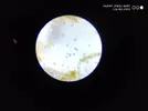[TodoMarino.com] Ostreopsis sp, la madre de todas las pestes