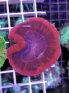 [TodoMarino.com] Miércoles Ultrareef: CRUCIFER'S, pack de limpieza..