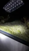 [TodoMarino.com] Verdin en la arena y roca (no se va rascando)
