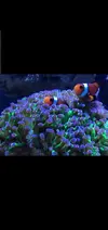[TodoMarino.com] Vendo peces por desmonte - Madrid