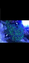 [TodoMarino.com] Vendo peces por desmonte - Madrid