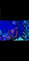 [TodoMarino.com] Vendo peces por desmonte - Madrid