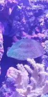 [TodoMarino.com] Temperatura 25-27º, redecilla y acuario desmejorado...
