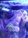 [TodoMarino.com] Temperatura 25-27º, redecilla y acuario desmejorado...