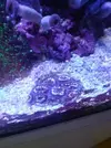 [TodoMarino.com] Temperatura 25-27º, redecilla y acuario desmejorado...