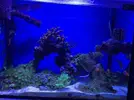 [TodoMarino.com] Vendo Acuario Marino completo - Barcelona