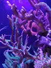 [TodoMarino.com] Desmonto acuario (Barcelona) - Molins de rei