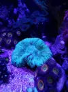 [TodoMarino.com] Desmonto acuario (Barcelona) - Molins de rei