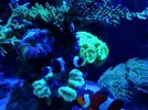 [TodoMarino.com] Desmonto acuario (Barcelona) - Molins de rei