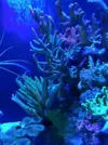 [TodoMarino.com] Desmonto acuario (Barcelona) - Molins de rei