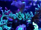 [TodoMarino.com] Desmonto acuario (Barcelona) - Molins de rei