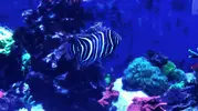 [TodoMarino.com] Paracanthurus Semicirculatus - Madrid/ zona usera.