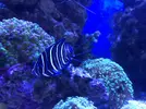 [TodoMarino.com] Paracanthurus Semicirculatus - Madrid/ zona usera.