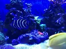 [TodoMarino.com] Paracanthurus Semicirculatus - Madrid/ zona usera.