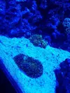 [TodoMarino.com] rhodactis verde fluor - Parla