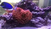[TodoMarino.com] Vendo Anemonas Quadricolor Rojo Ultra - Barcelona - Barcelona