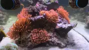 [TodoMarino.com] Vendo Anemonas Quadricolor Rojo Ultra - Barcelona - Barcelona