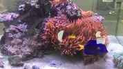 [TodoMarino.com] Vendo Anemonas Quadricolor Rojo Ultra - Barcelona - Barcelona