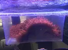 [TodoMarino.com] Vendo Anemonas Quadricolor Rojo Ultra - Barcelona - Barcelona
