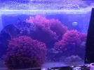 [TodoMarino.com] Vendo Anemonas Quadricolor Rojo Ultra - Barcelona - Barcelona