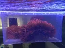 [TodoMarino.com] Vendo Anemonas Quadricolor Rojo Ultra - Barcelona - Barcelona