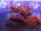 [TodoMarino.com] Vendo Anemonas Quadricolor Rojo Ultra - Barcelona - Barcelona