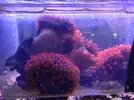 [TodoMarino.com] Vendo Anemonas Quadricolor Rojo Ultra - Barcelona - Barcelona