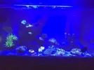 [TodoMarino.com] VENDIDO !!  CTENOCHAETUS STRIATUS Granada  y envíos !