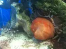 [TodoMarino.com] Radianthus timida!!