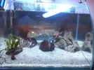[TodoMarino.com] Necesito consejo Nano reef 30ltr