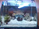 [TodoMarino.com] Necesito consejo Nano reef 30ltr