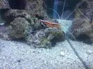 [TodoMarino.com] Necesito consejo Nano reef 30ltr