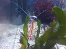 [TodoMarino.com] Necesito consejo Nano reef 30ltr